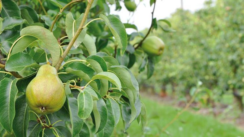 Verger de poiriers (doyenné du comice). Photo d’illustration. © Philippe Dufour / Interfel